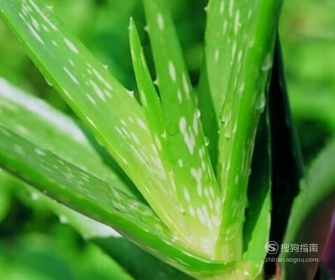 甲醛治理，甲醛污染，格瑞樂(lè)，武漢除甲醛，甲醛檢測(cè)，綠快