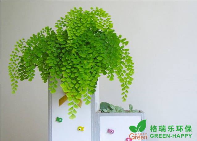 來(lái)看看你的房子適合養(yǎng)什么植物？